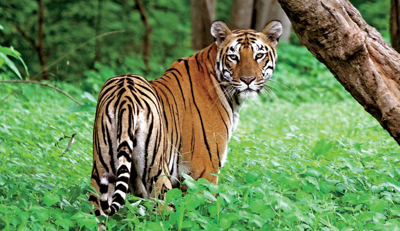 Secure Ranthambore Tiger Safari Booking For Thrilling Adventure